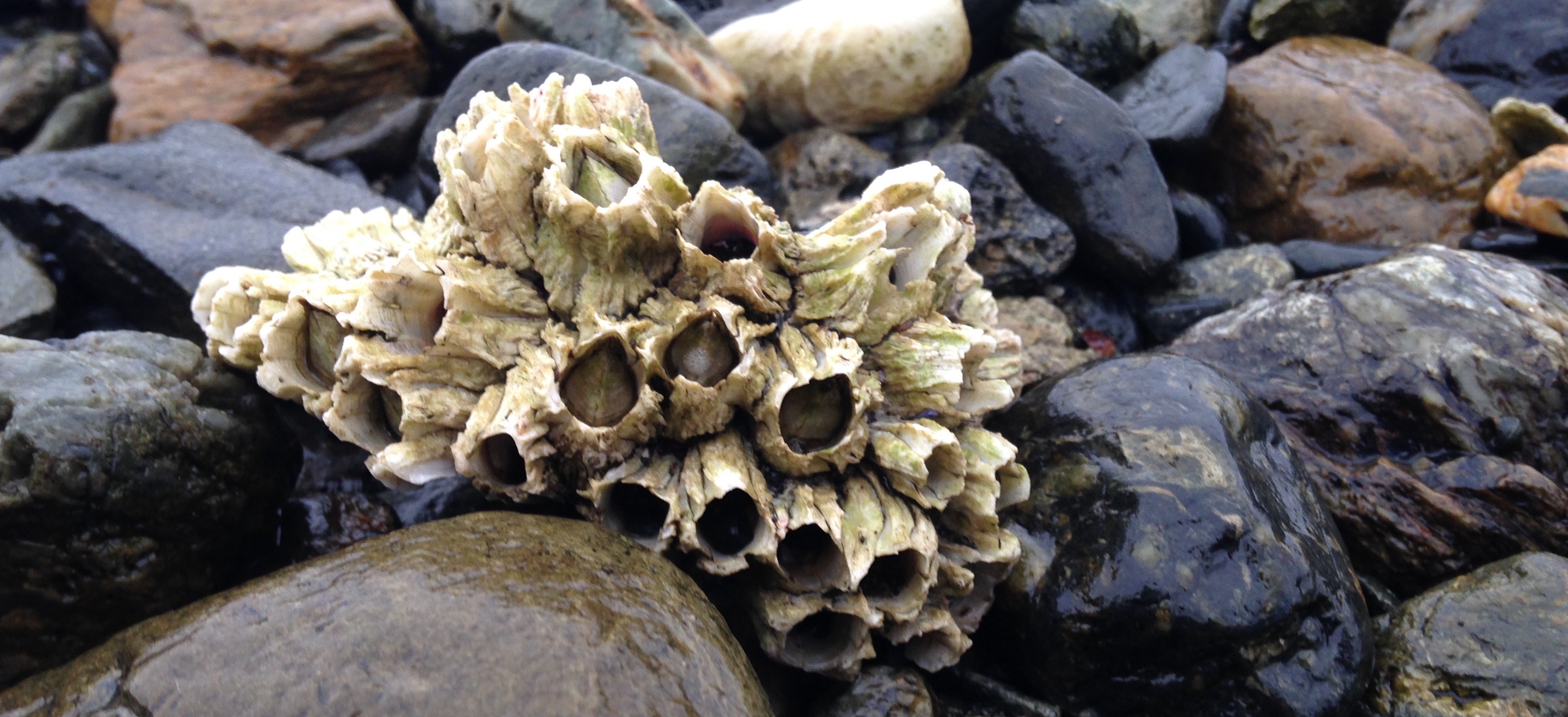 barnacles
