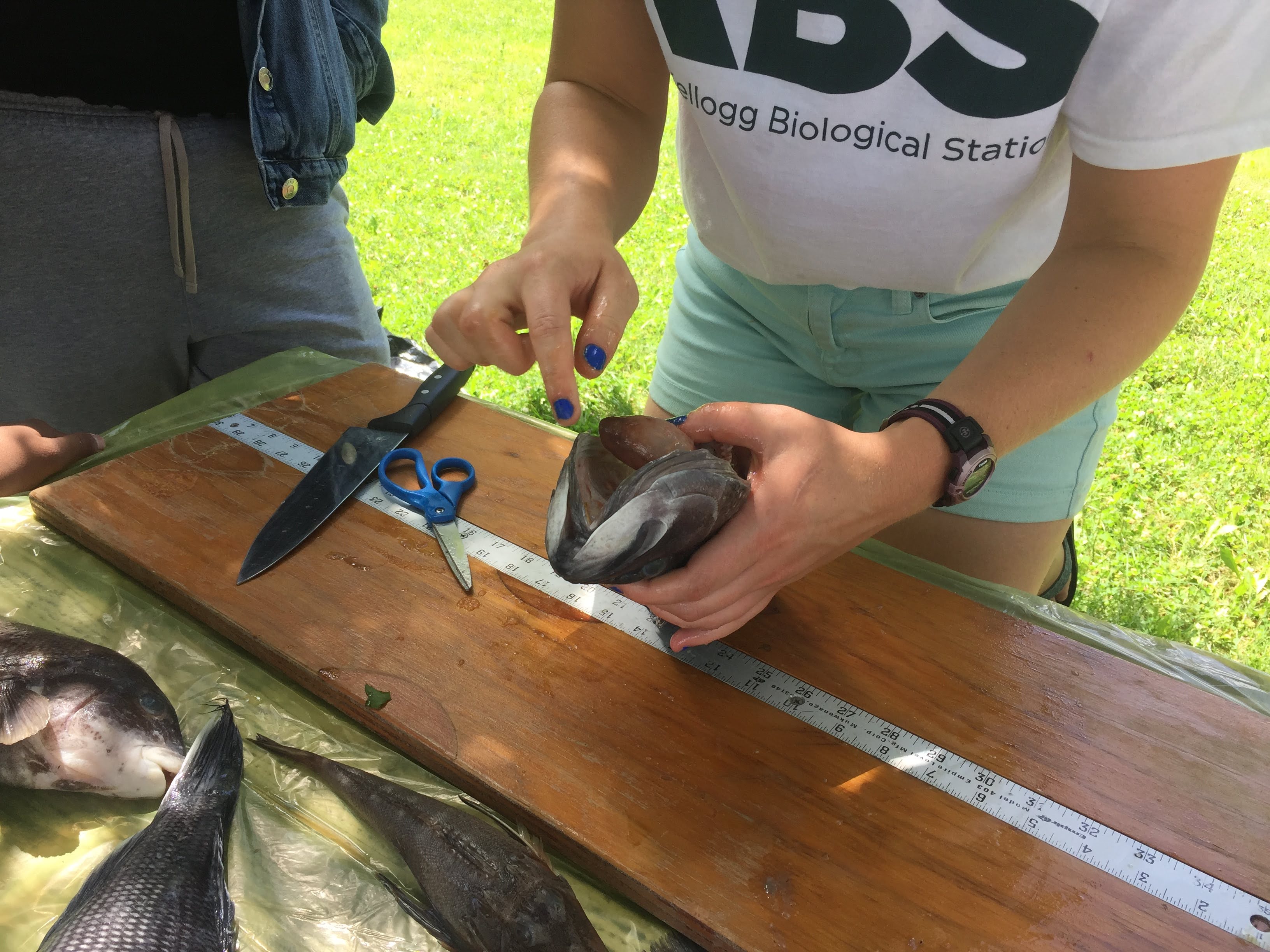 zoe dissects sea bass